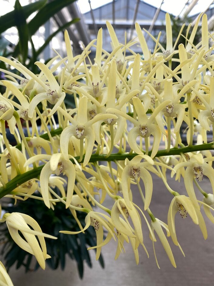 New South Wales rock lily