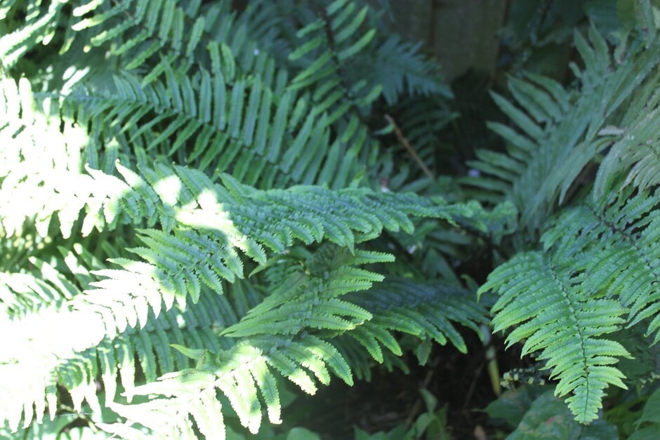 Goldie's wood fern