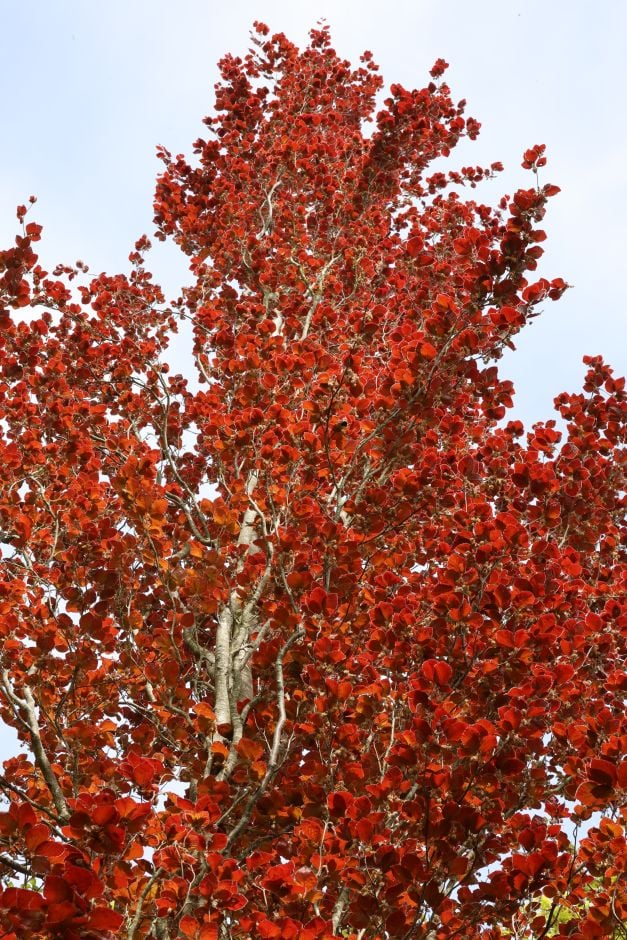 beech 'Dawyck Purple'