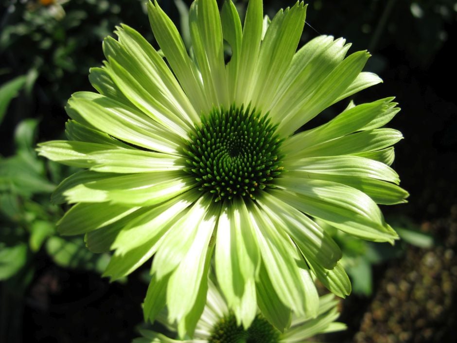 purple coneflower 'Green Jewel'