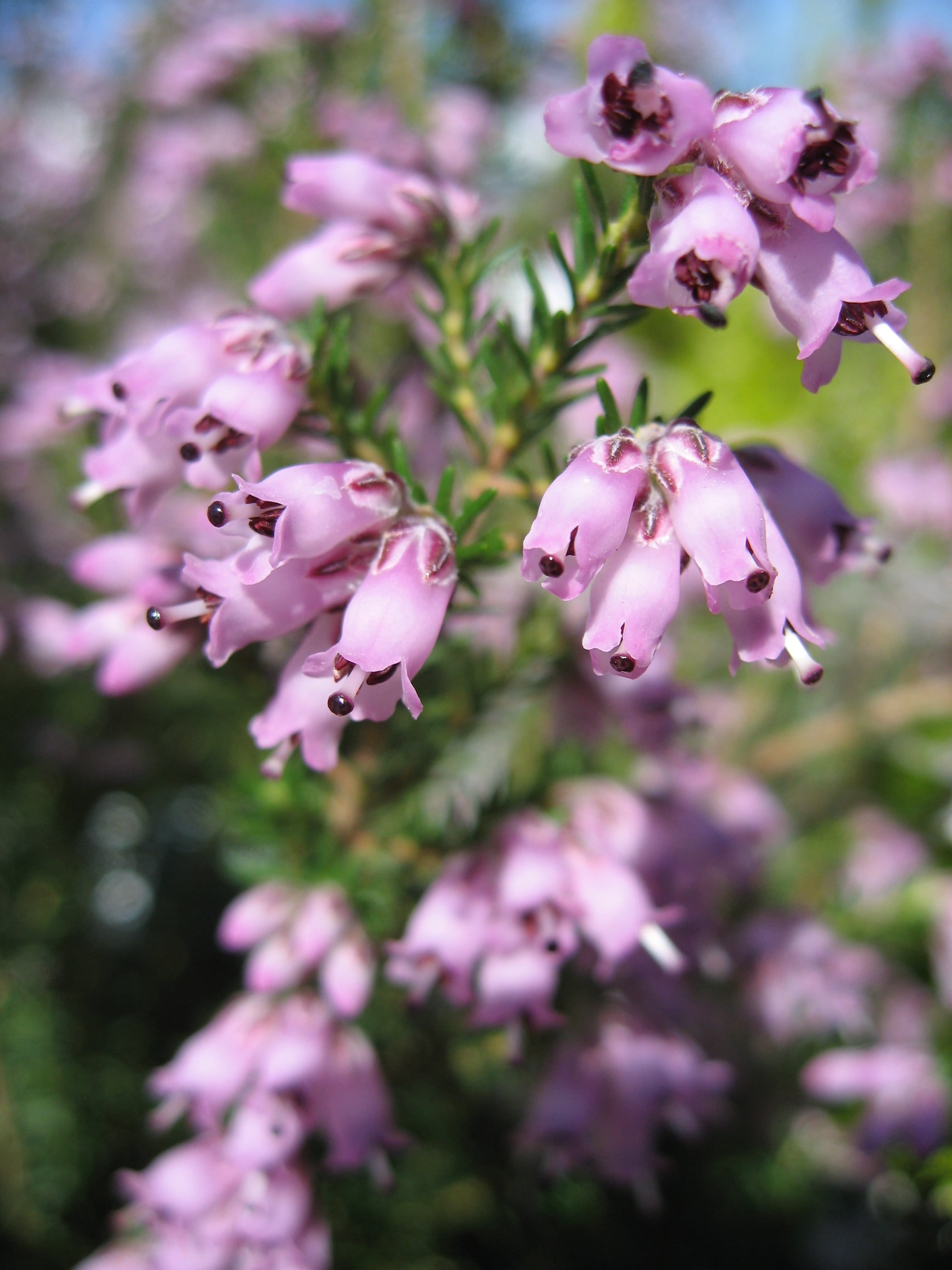 Spanish heath 'Riverslea'