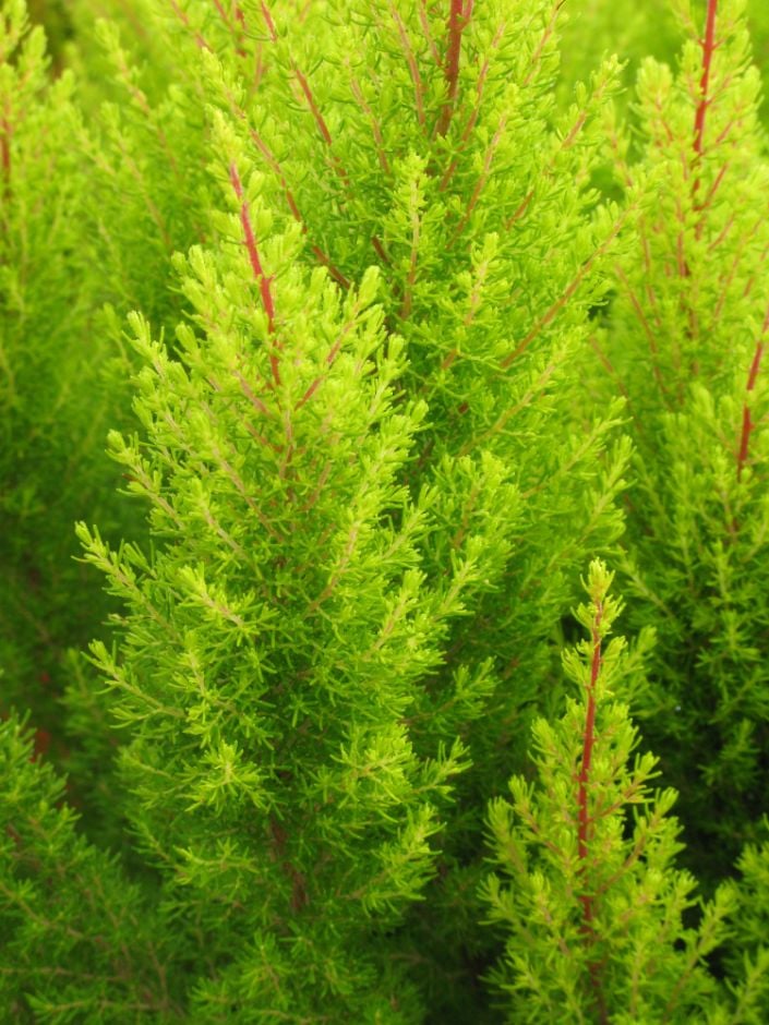 tree heath 'Estrella Gold'