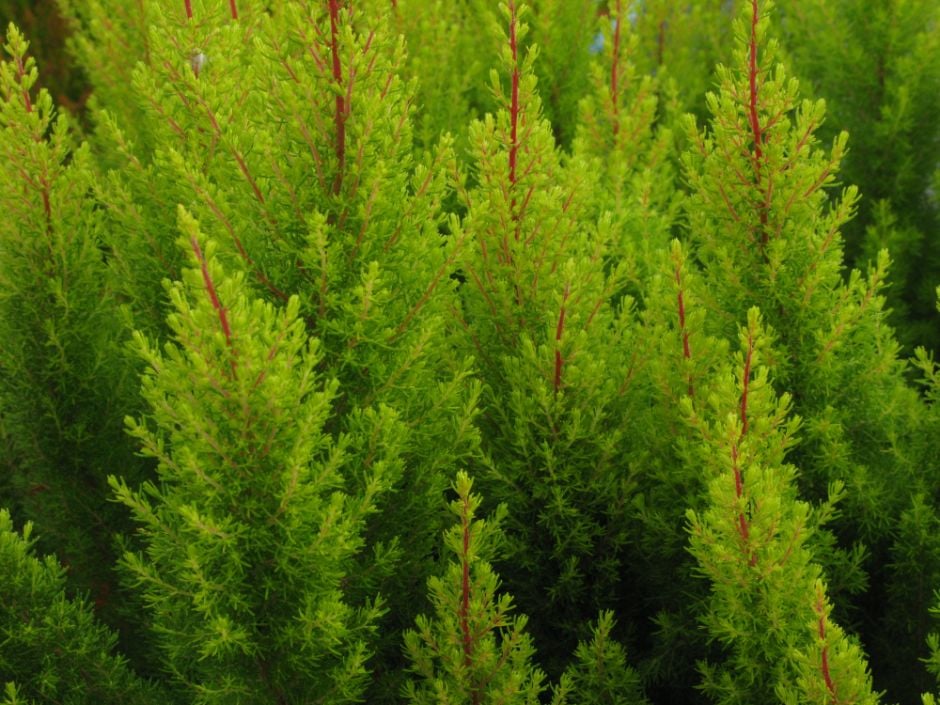 tree heath 'Estrella Gold'