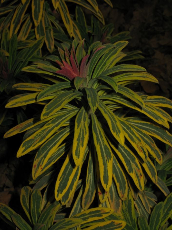 Martin's spurge 'Ascot Rainbow'