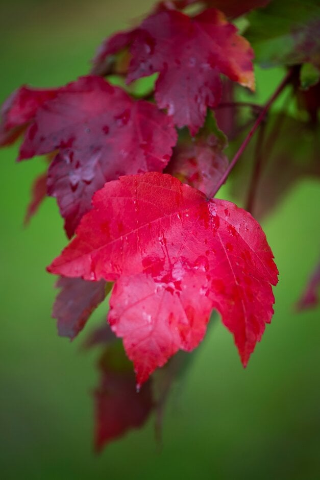 red maple 'October Glory'