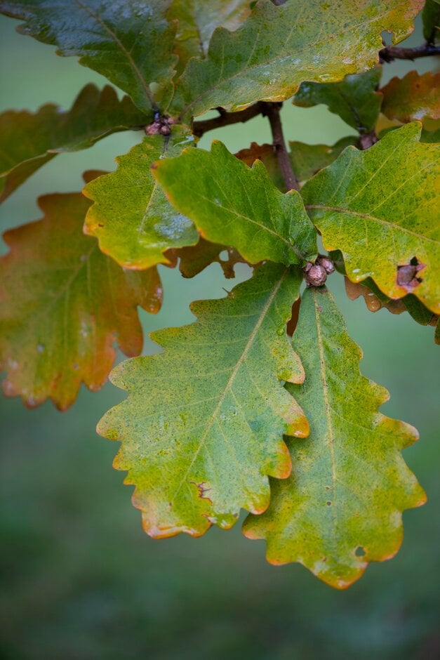 Daimyo oak 'Carl Ferris Miller'