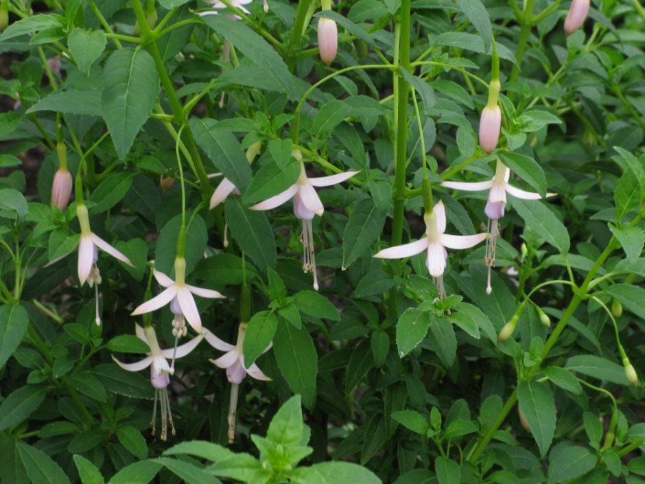 maiden's blush fuchsia