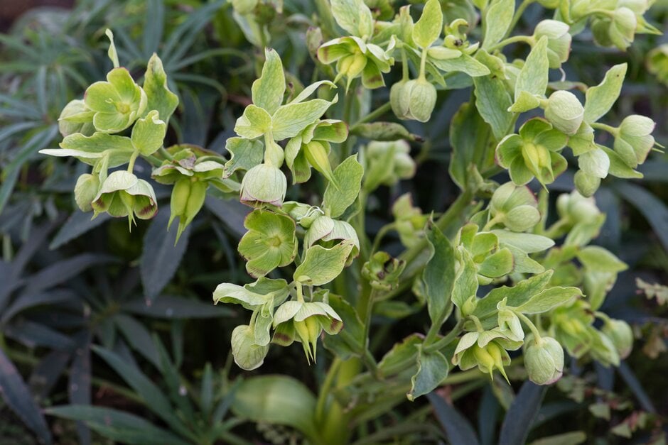 stinking hellebore