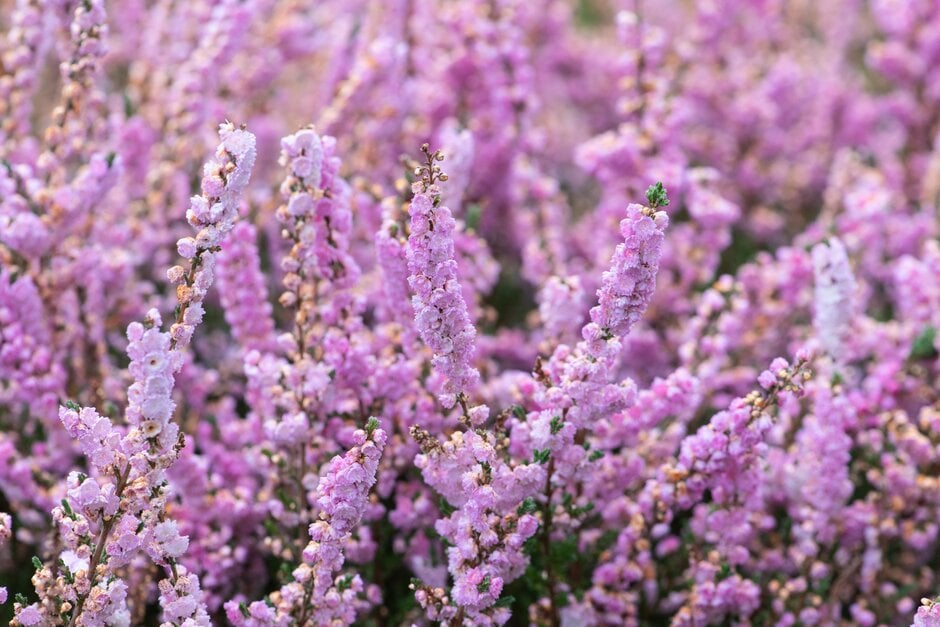 heather 'Peter Sparkes'