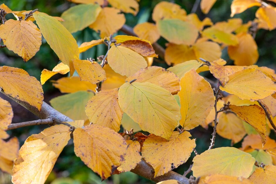 witch hazel 'Pallida'