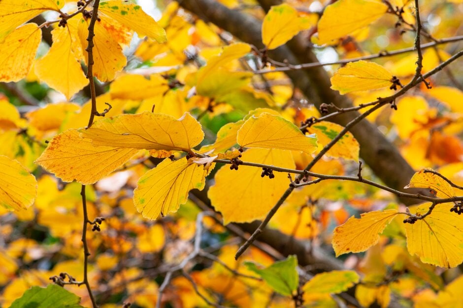 witch hazel 'Vesna'