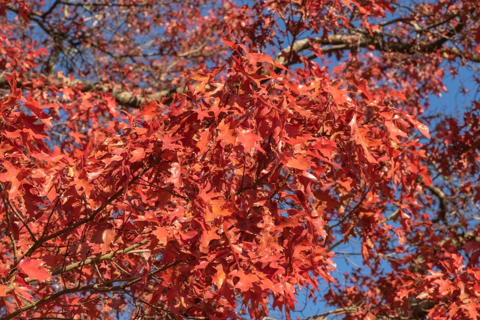 scarlet oak 'Splendens'