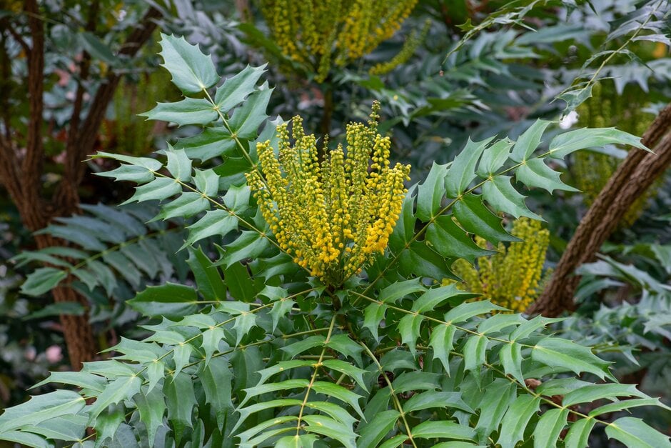 Oregon grape 'Lionel Fortescue'
