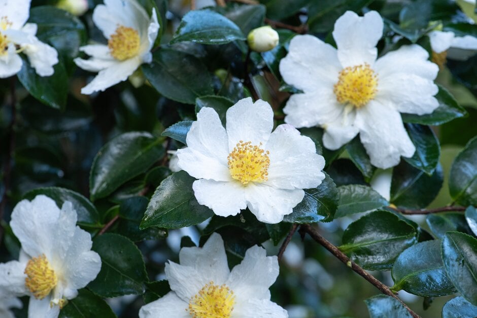 camellia 'Narumigata'