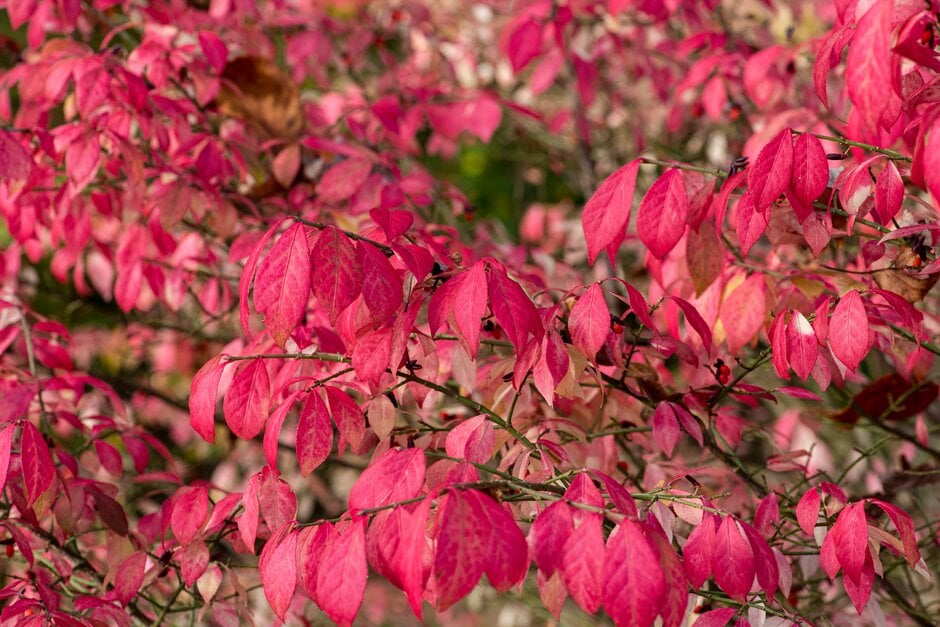 compact winged spindle