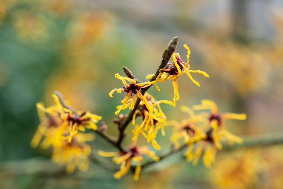 witch hazel 'Vesna'