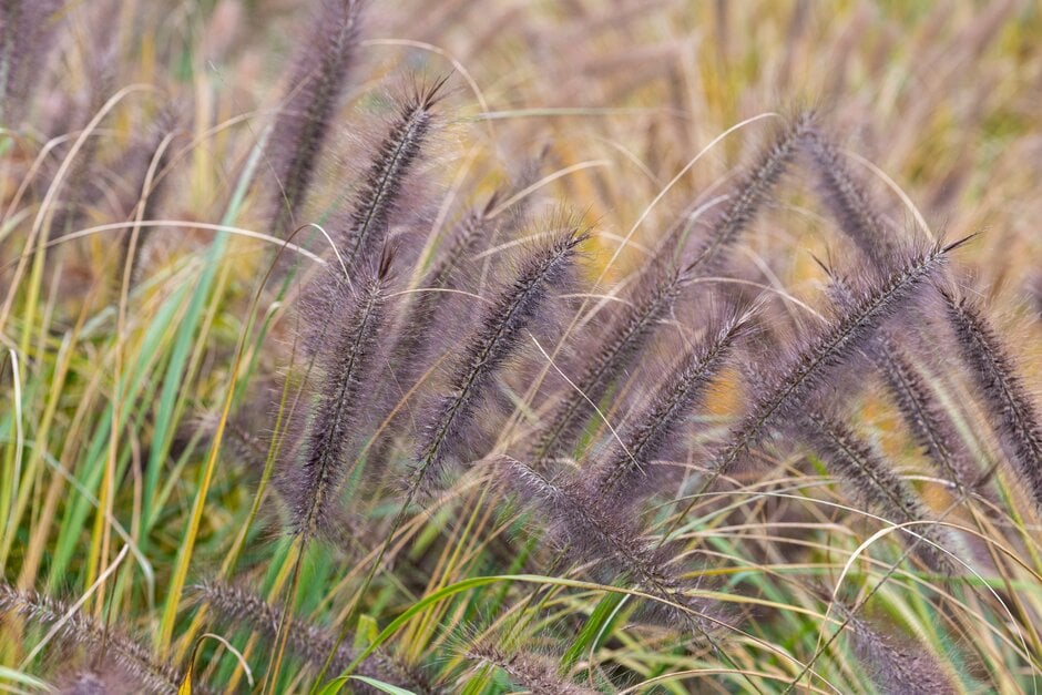 Chinese fountain grass 'Red Head'