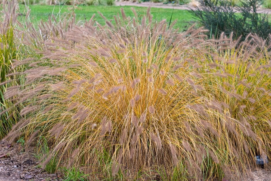 Chinese fountain grass 'Cassian's Choice'