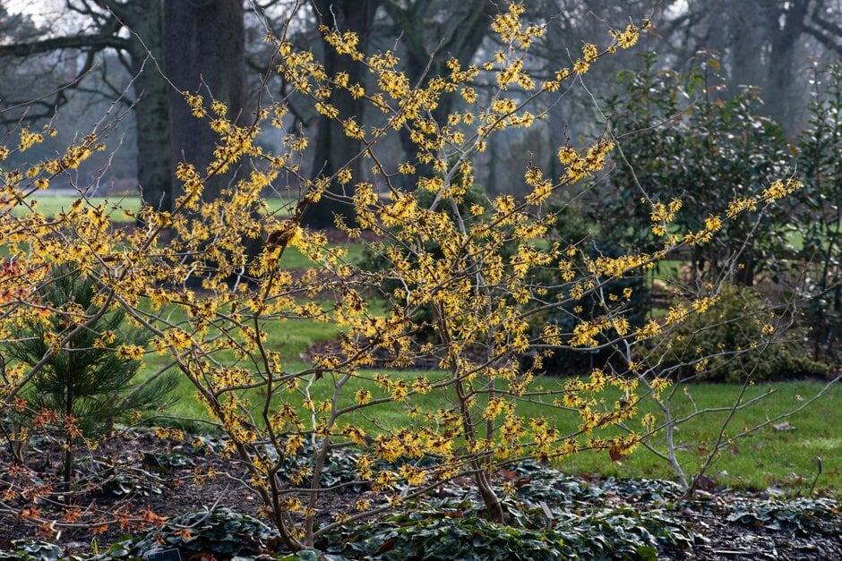 witch hazel 'Barmstedt Gold'