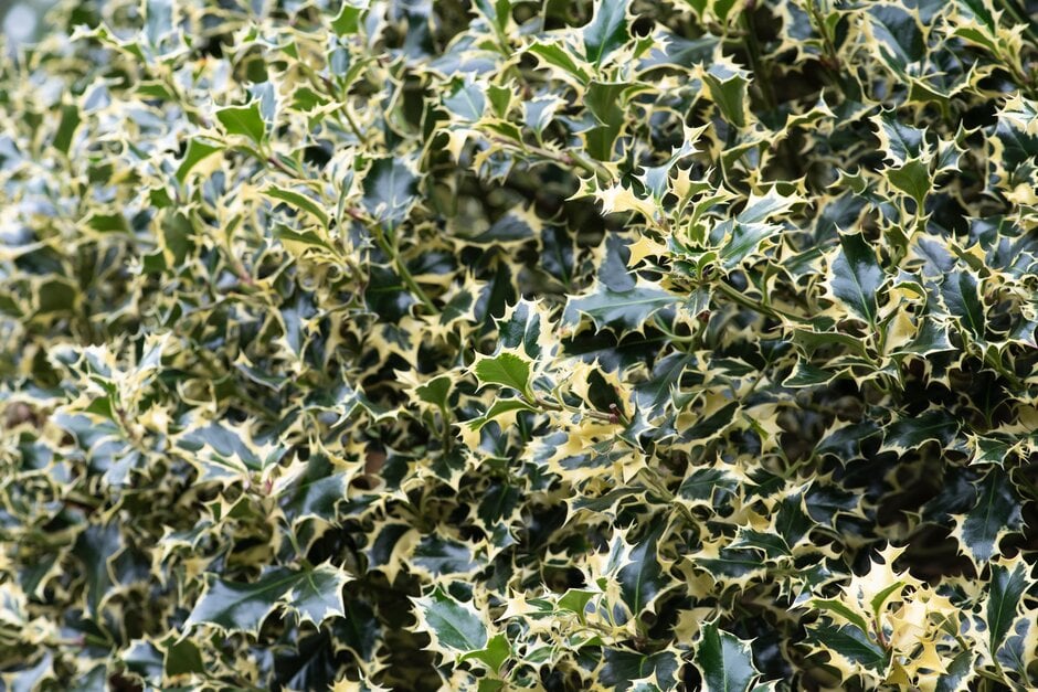 silver-margined holly