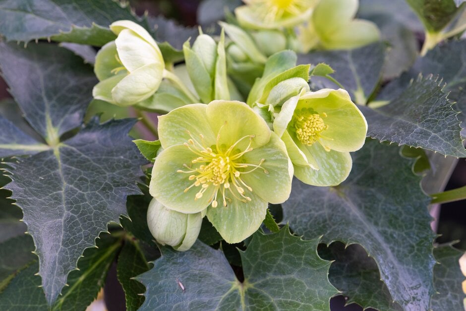holly-leaved hellebore