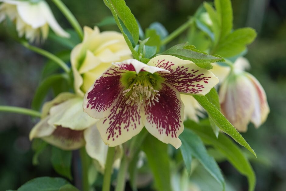 hellebore Harvington yellow speckled