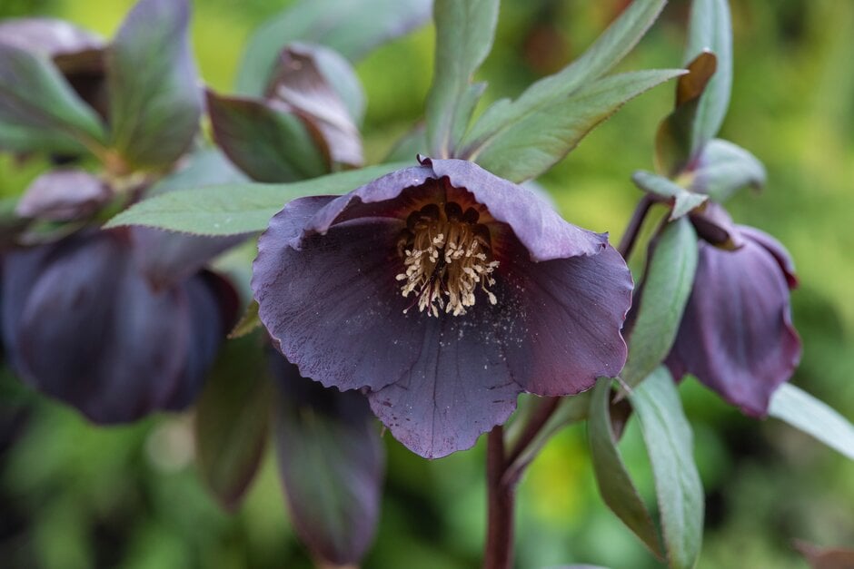 hellebore 'Harvington Shades of the Night'