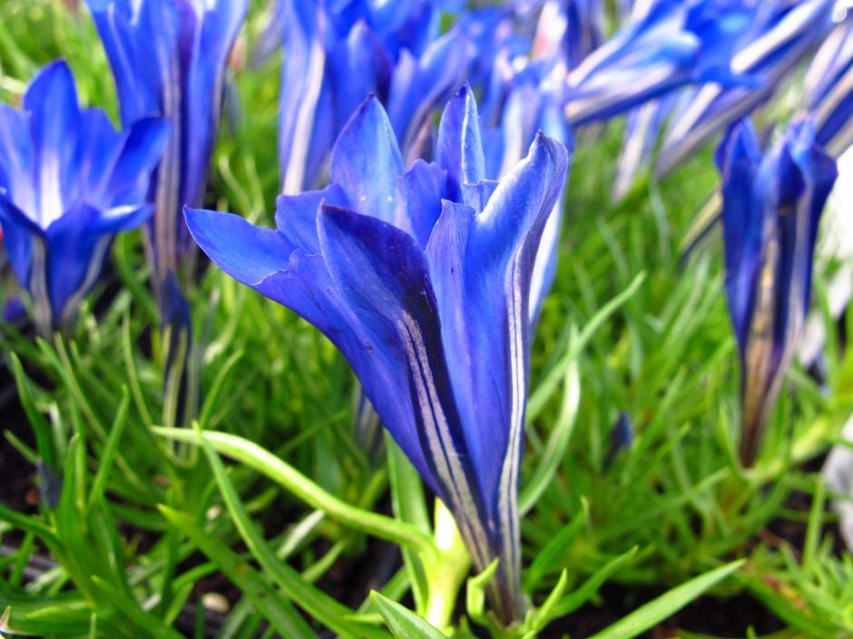 gentian 'Blue Silk'