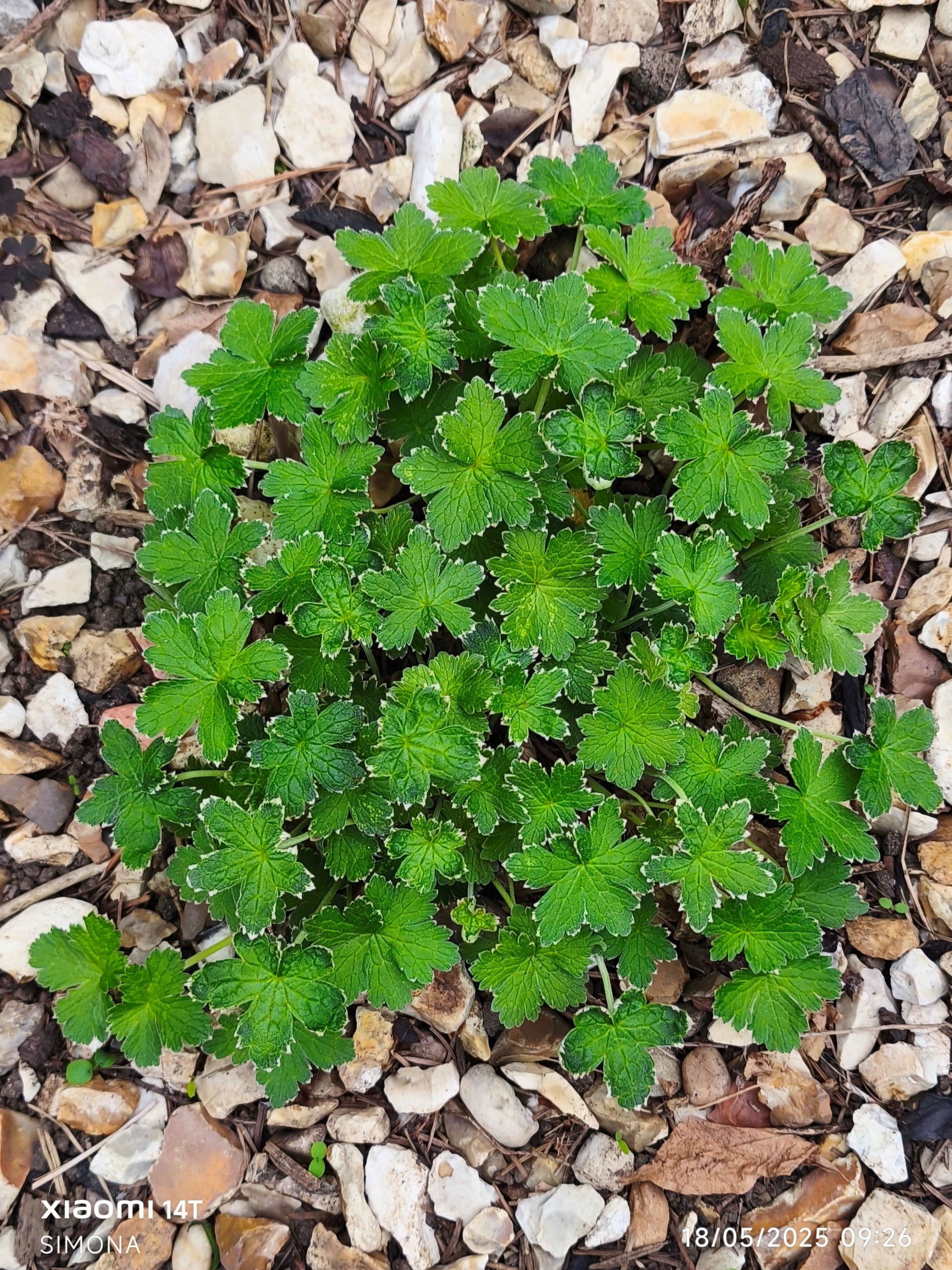 cranesbill [Dreamland]
