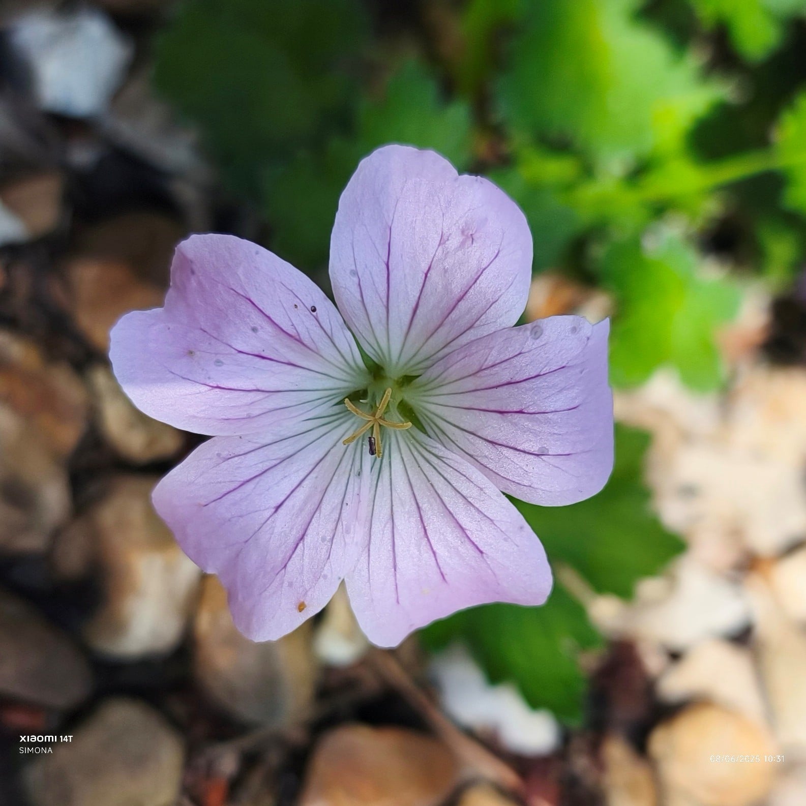 cranesbill [Dreamland]