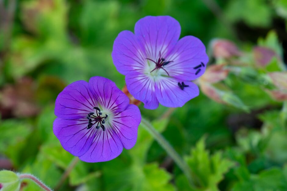 cranesbill [Havana Blues]