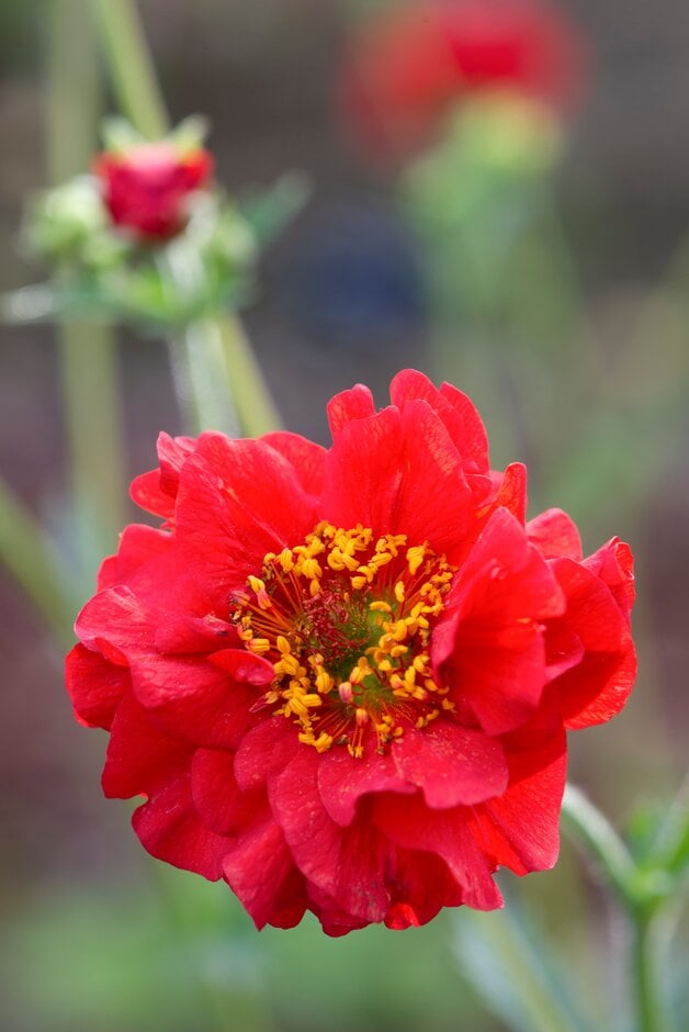 avens 'Mrs J. Bradshaw'