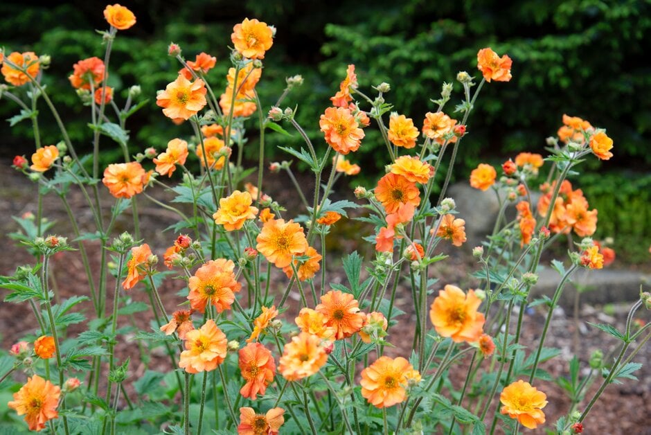 avens 'Totally Tangerine'