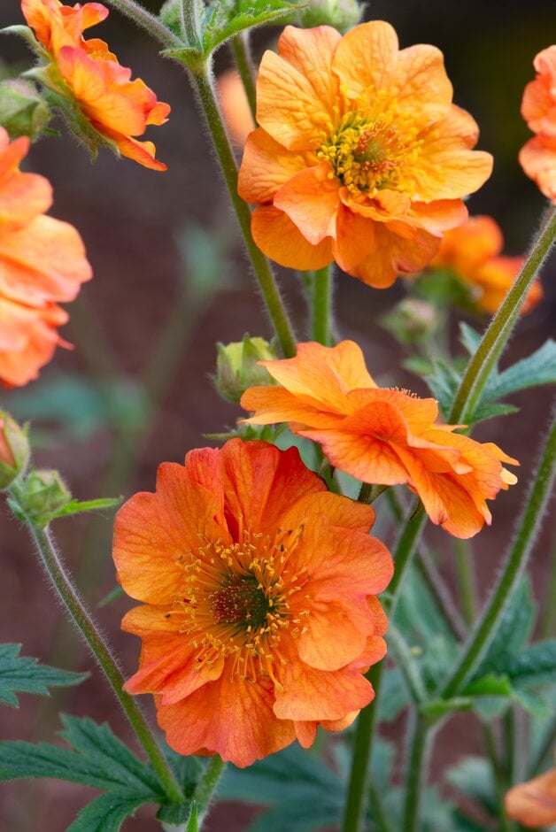 avens 'Totally Tangerine'