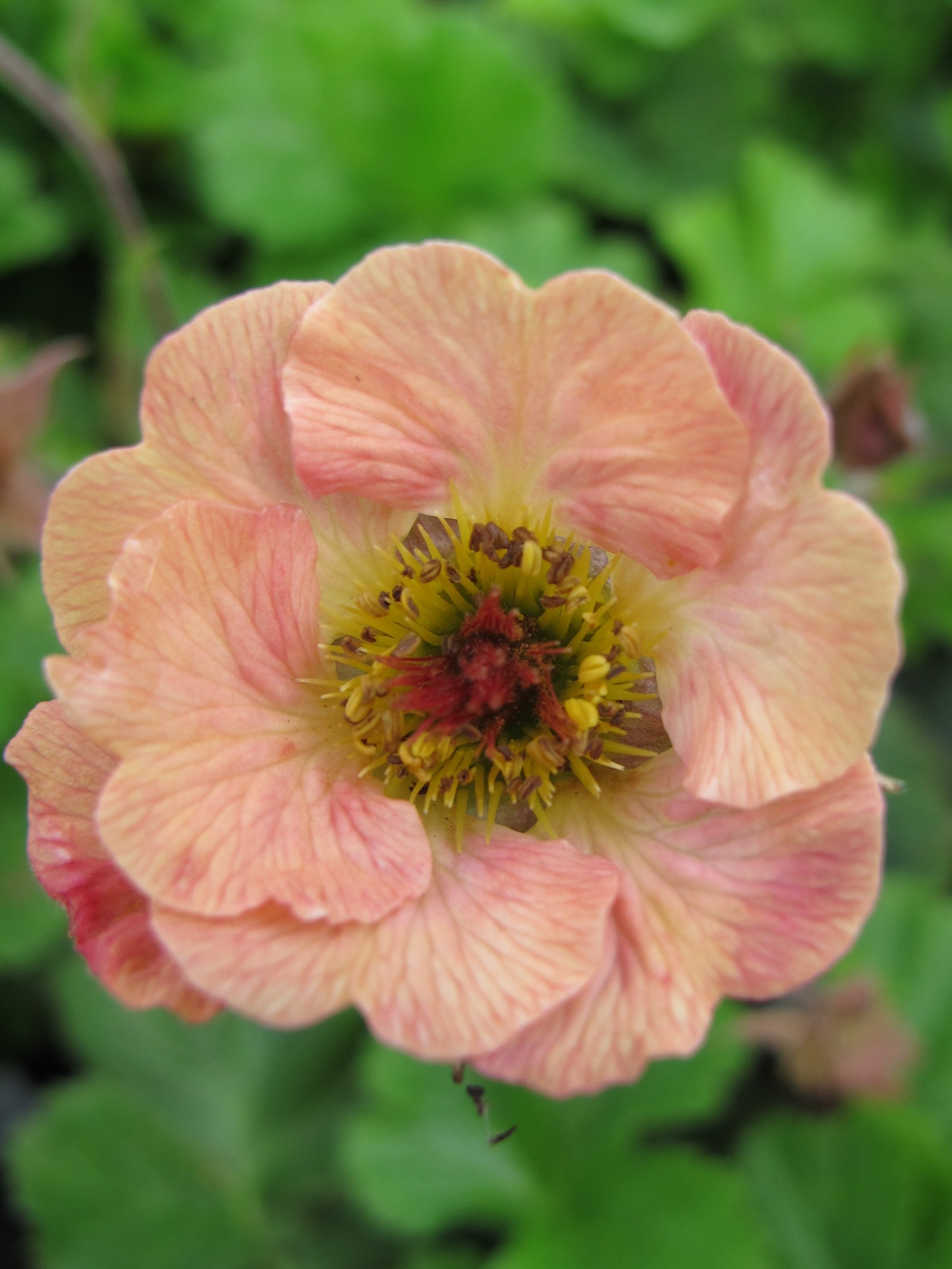 avens 'Mai Tai'