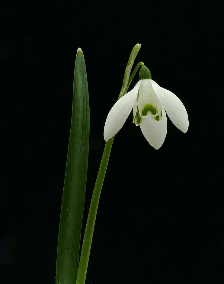 common snowdrop