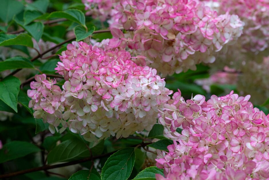 panicled hydrangea [Vanille Fraise]