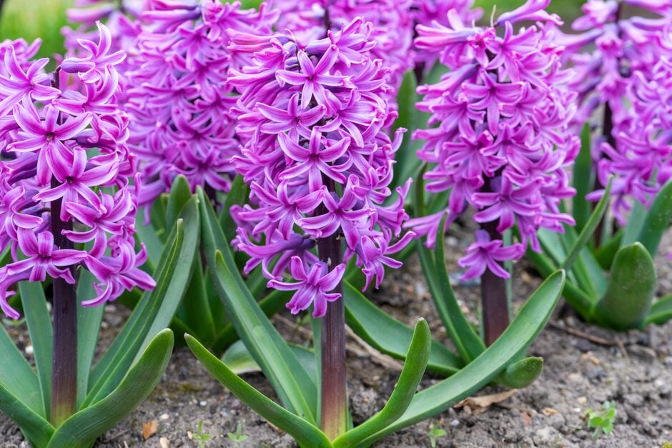 hyacinth 'Paul Hermann'