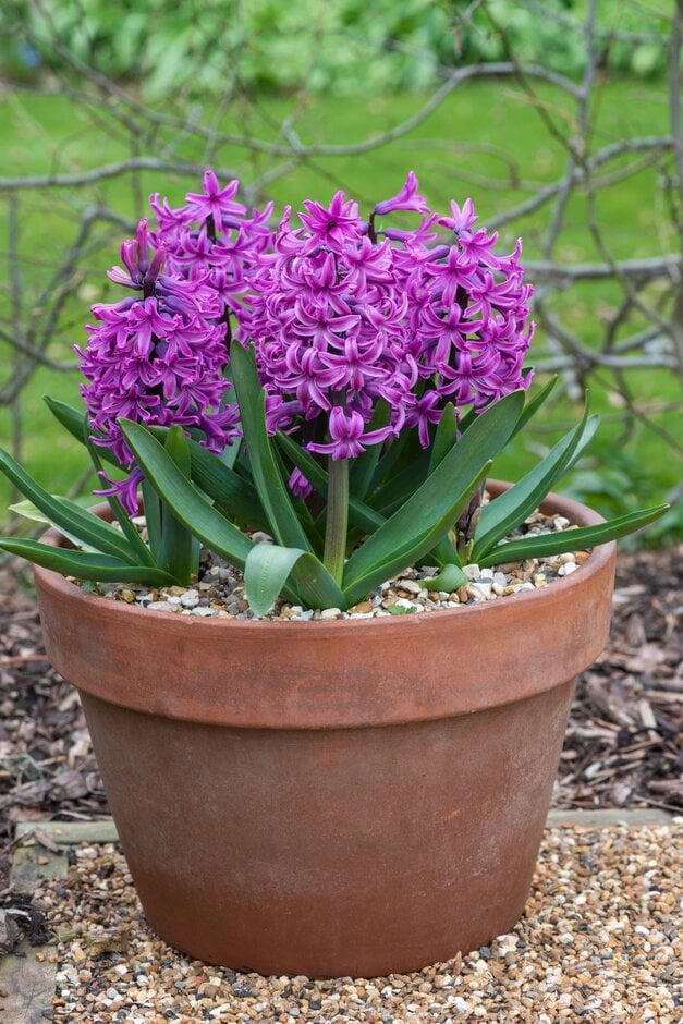 hyacinth 'Paul Hermann'