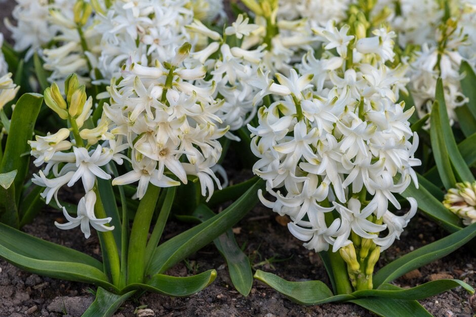 hyacinth 'White Pearl'