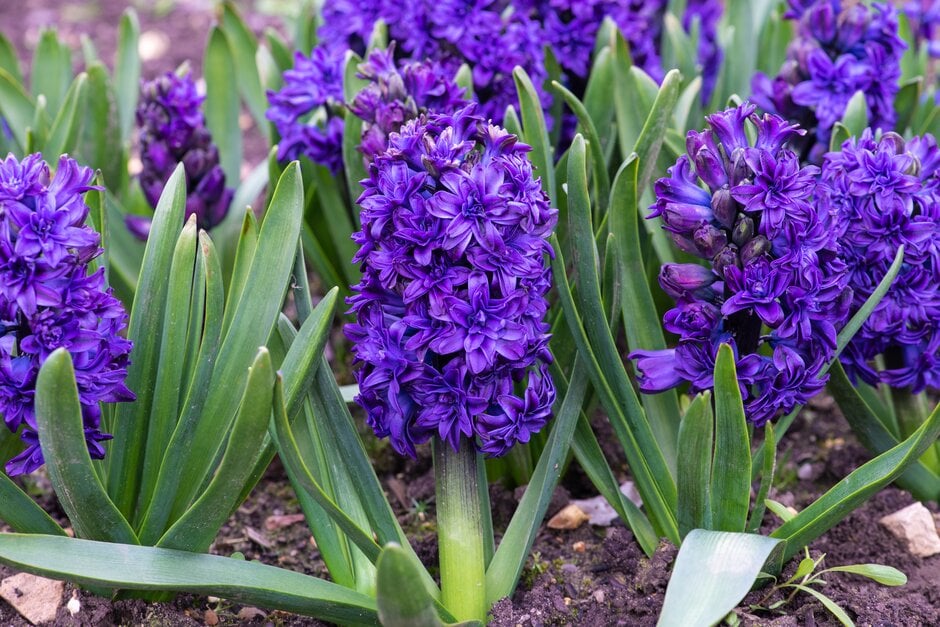 hyacinth 'Royal Navy'