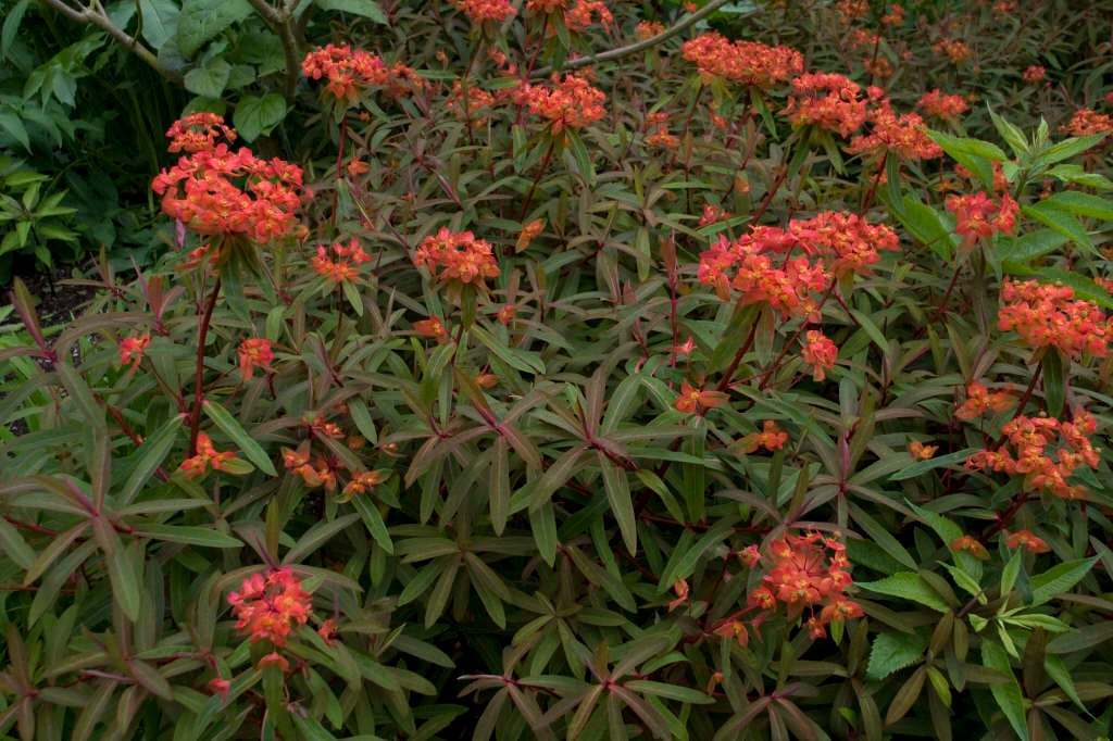 spurge 'Fireglow'