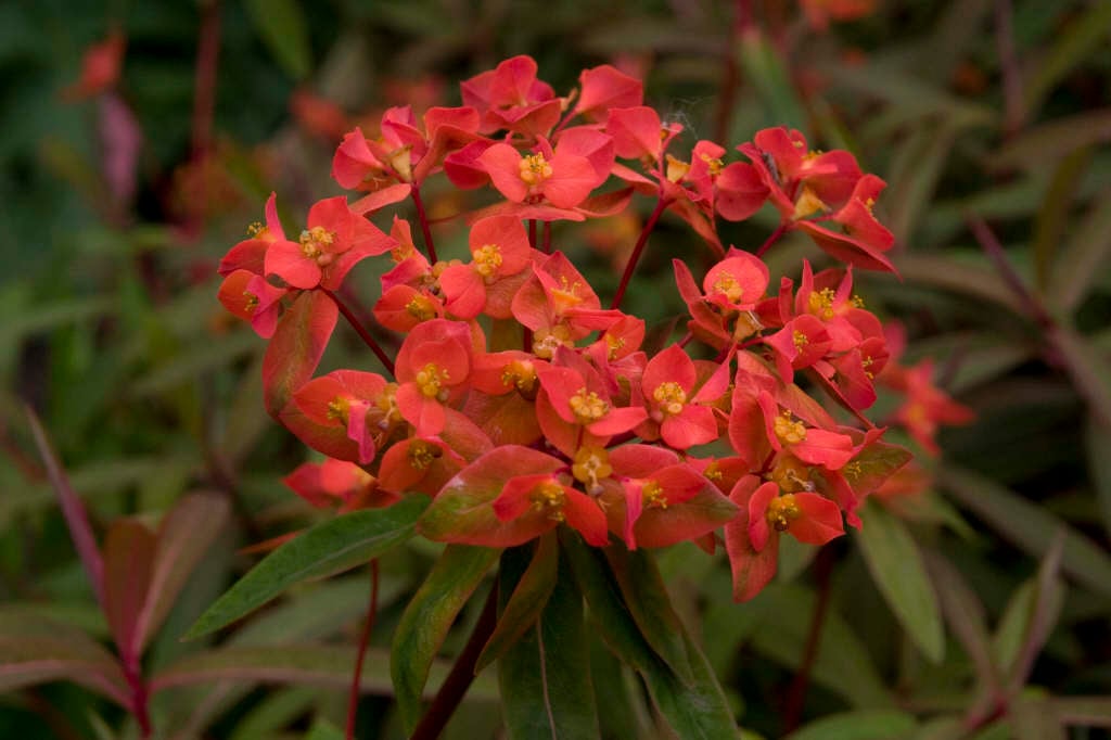 spurge 'Fireglow'