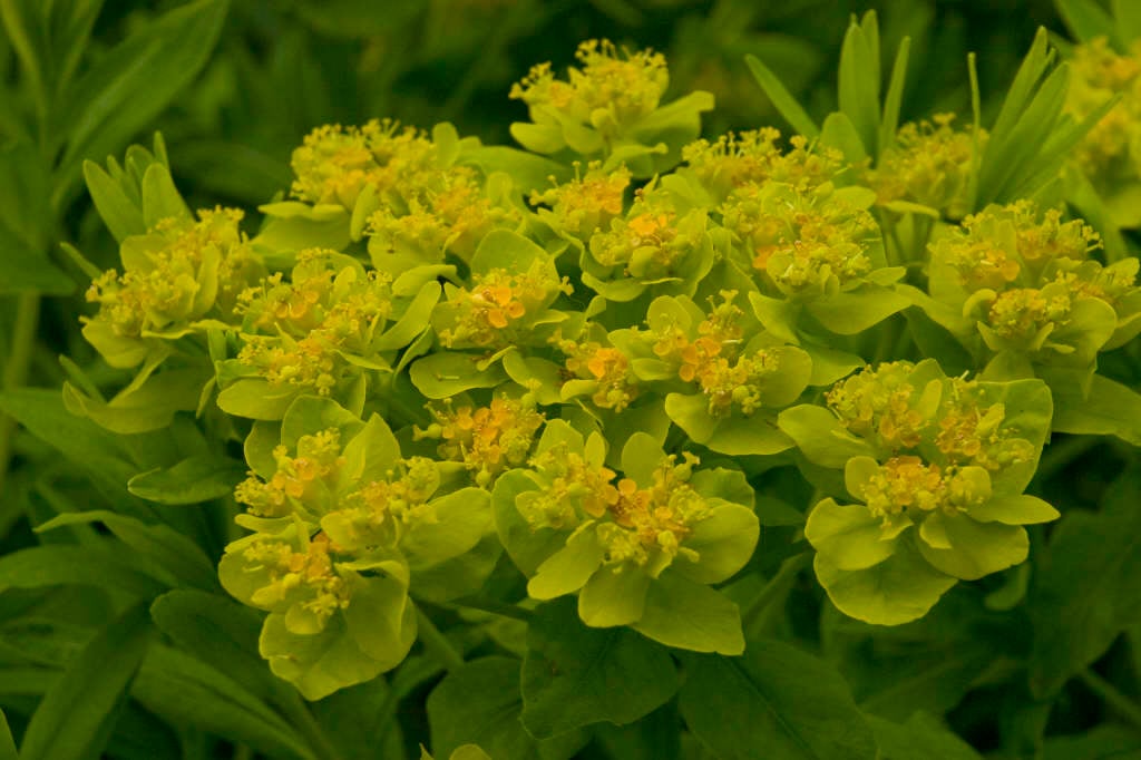 marsh spurge