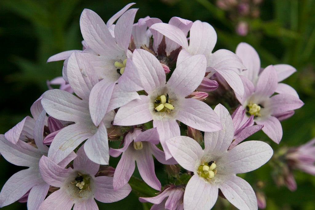 milky bellflower 'Loddon Anna'