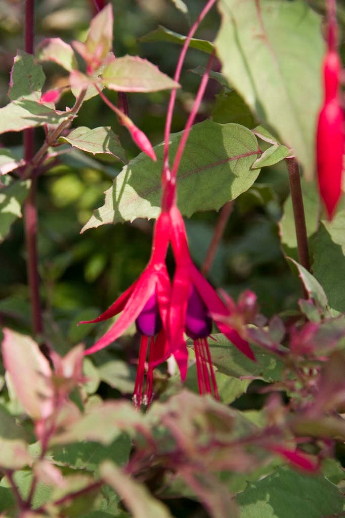 fuchsia 'Versicolor'