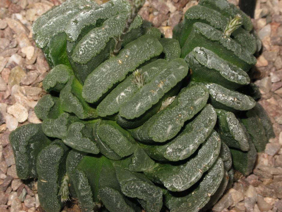 truncate haworthia