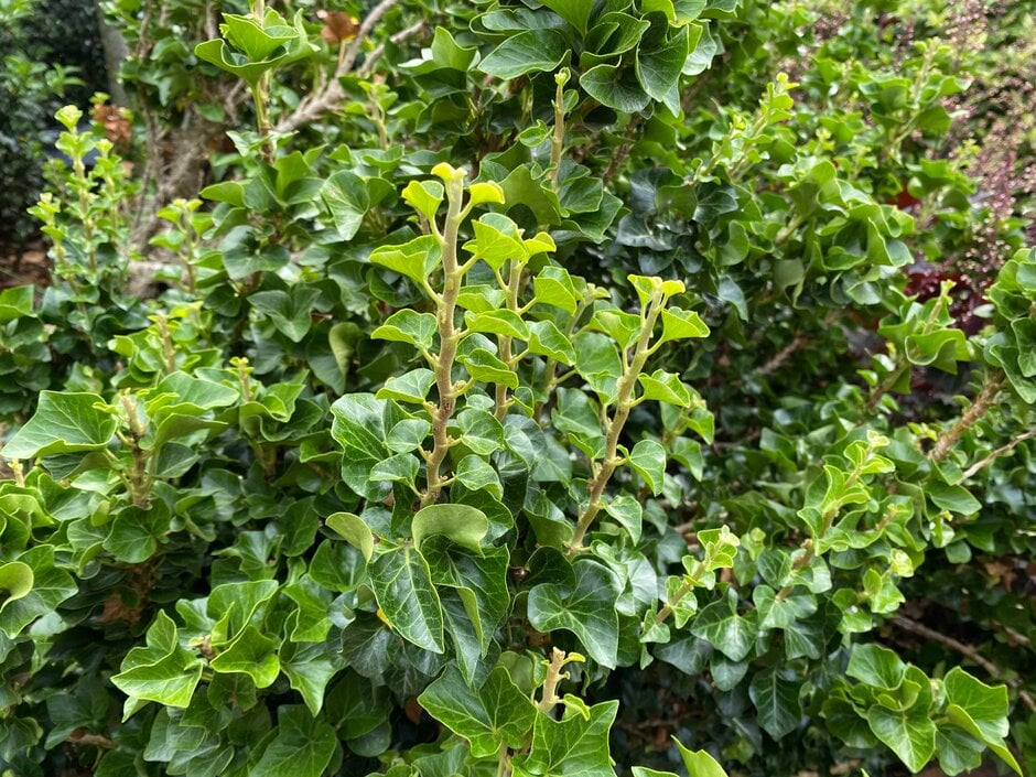 ivy 'Erecta'