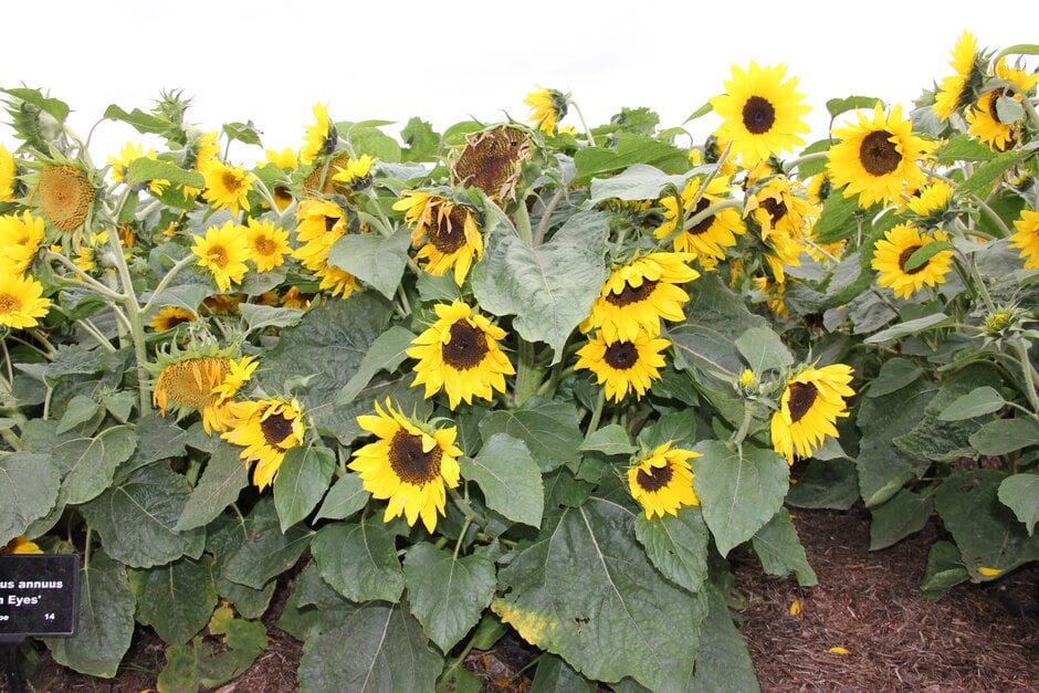 sunflower [Sunsation Yellow]