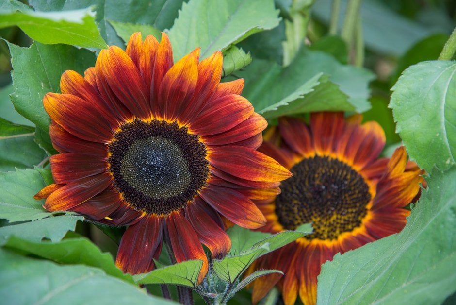sunflower 'Claret'